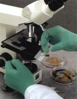 Derma Thin Latex Gloves